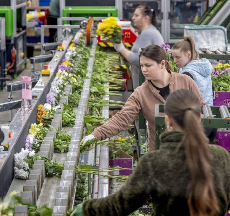 Vers geoogste chrysanten bossen